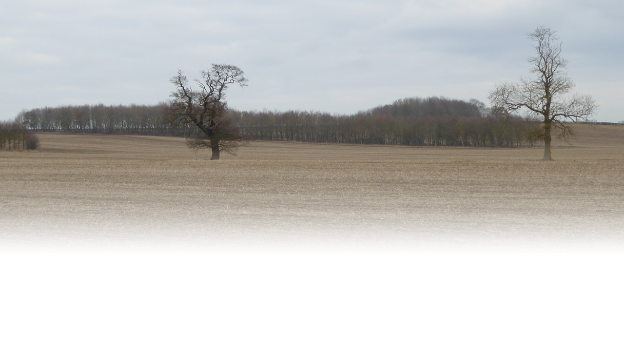 An established shelter belt