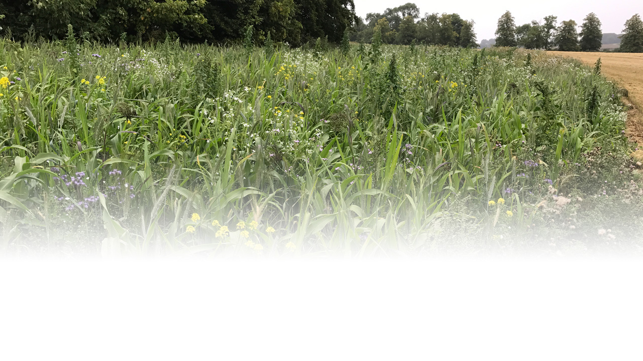 A wild bird cover in full bloom