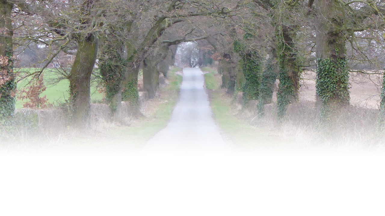 An avenue of trees along the Wing Road approach