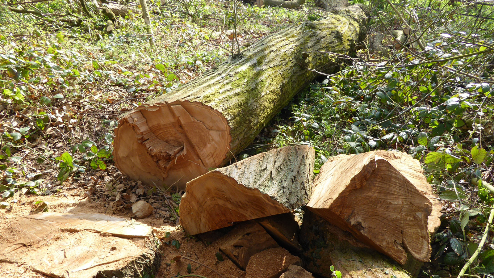 A fallen tree being dealt with, about to be logged for firewood