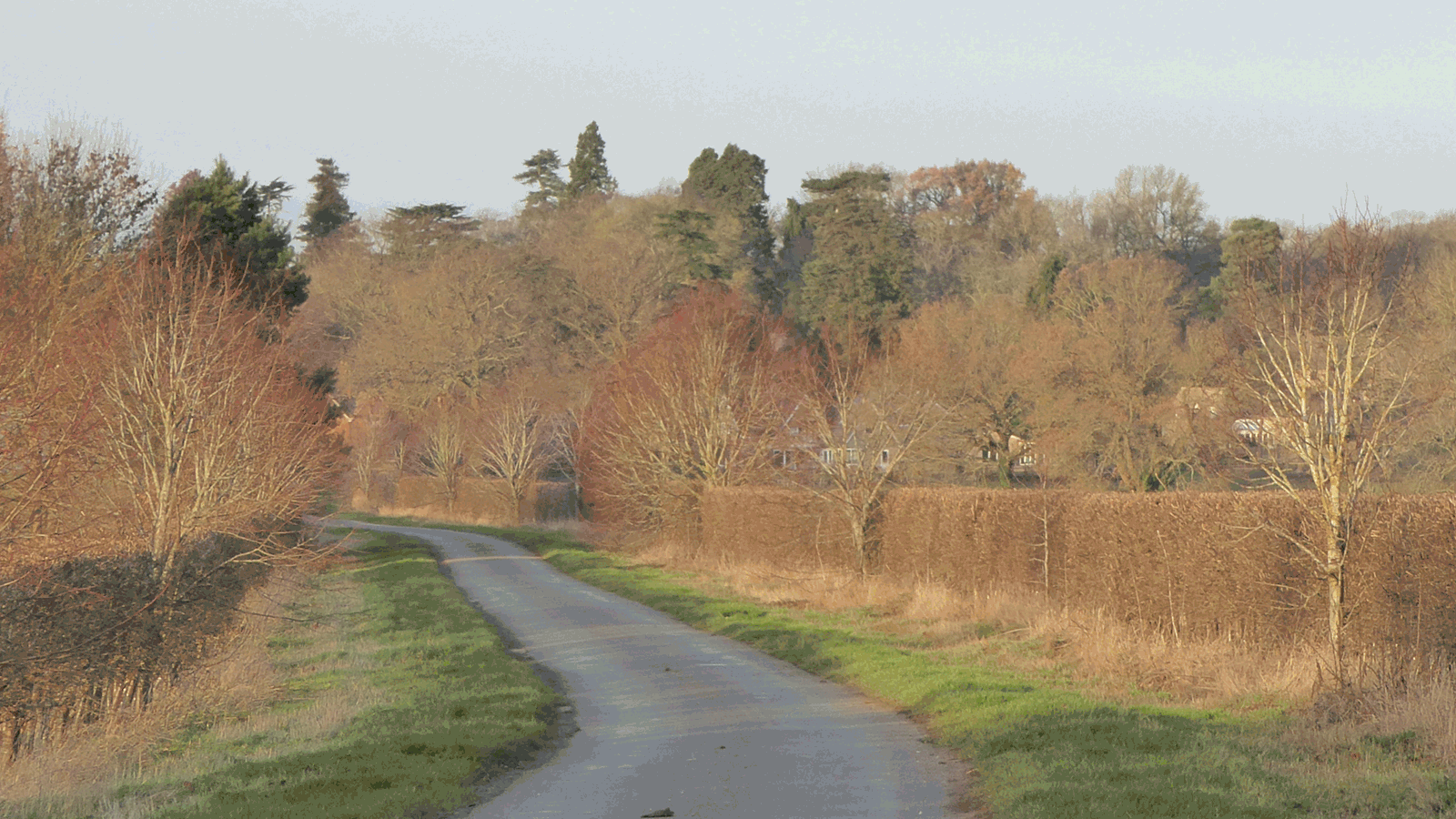 Luffenham Road Hedgerow (Planted 2000 vs December 2018)