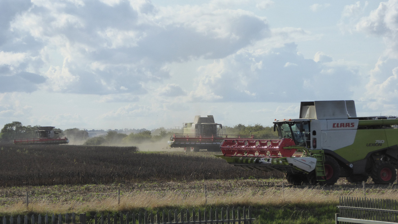 Three Claas Combines Harvesting Beans - 100ft Header Total Width!