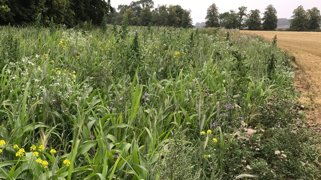 Wild Bird Cover - Countryside Stewardship